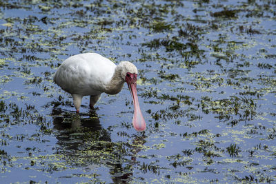 Spoonbill wading in lake