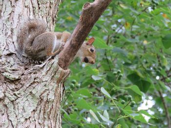 Squirrel on tree trunk