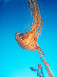 Close-up of jellyfish in sea