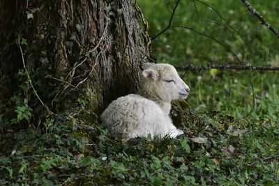 Sheep on tree trunk