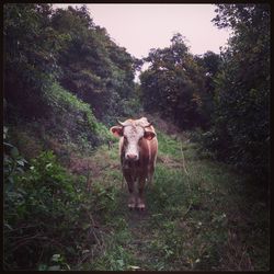 Cows on grass against trees