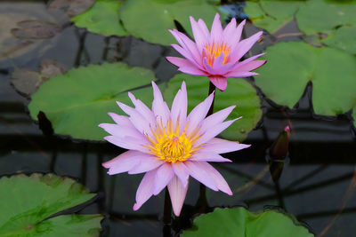 Close-up of lotus water lily