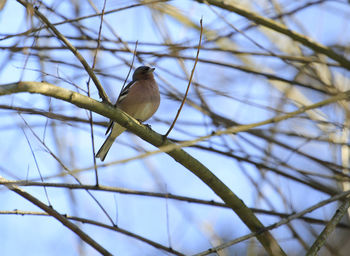 Low angle view of bird perching on branch