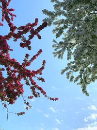 Low angle view of flowering tree against sky