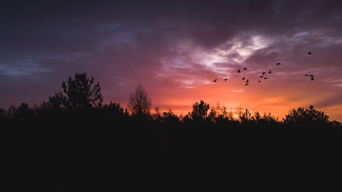 Silhouette of trees against sky during sunset