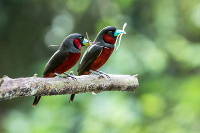 Black-and-red broadbills perching on tree