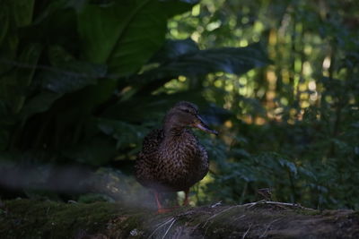 Close-up of a bird perching on plant