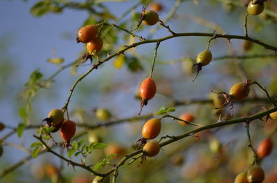 Close-up of leaves against blurred background