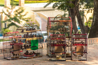 Birds in cages for sale