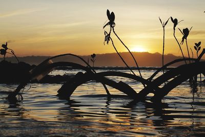 Silhouette plants by lake against sky during sunset