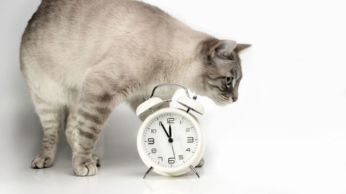 Close-up of a cat against white background