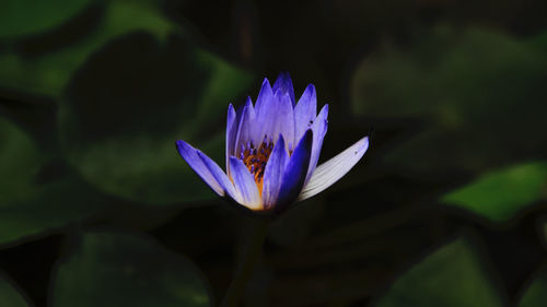 Close-up of purple water lily