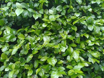 Full frame shot of green leaves