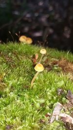 Close-up of plants growing on field