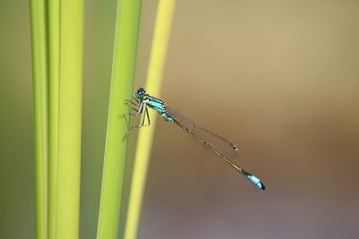 Close-up of damselfly on reed