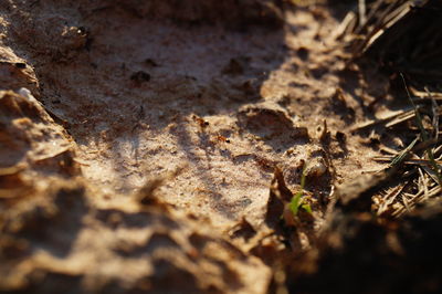 Surface level of tree trunk