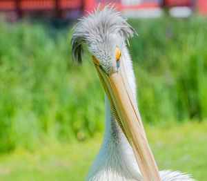 Red-ragged girly cultivates its soft plumage