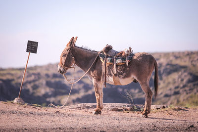 Side view of donkey standing on field against clear sky