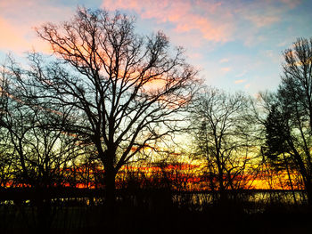 Silhouette of trees at sunset