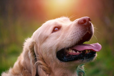 Close-up of a dog looking away