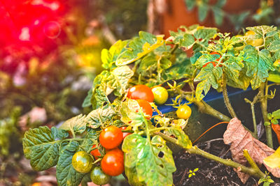 Close-up of tomatoes growing on plant