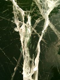 Close-up of spider web on plant