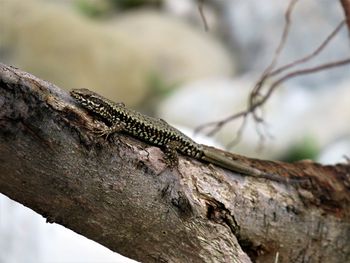 Low angle view of lizard on tree against sky