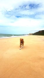 Dog on the beach