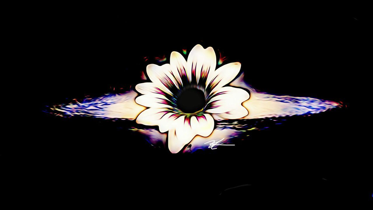 CLOSE-UP OF ILLUMINATED FLOWER IN BLACK BACKGROUND