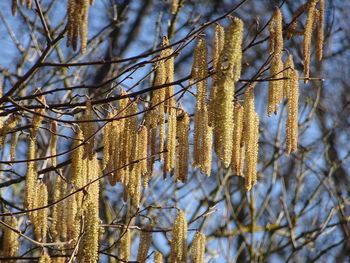 Low angle view of flowering plant against trees