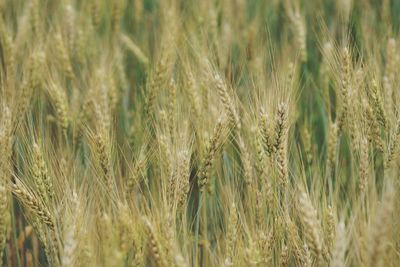 Close-up of stalks growing on agricultural field