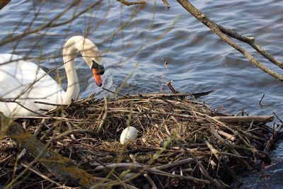 High angle view of birds in nest