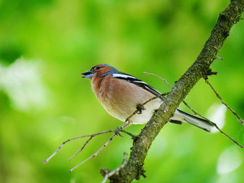 Chaffinch singing on a twig