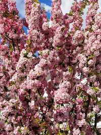 Low angle view of cherry blossom tree
