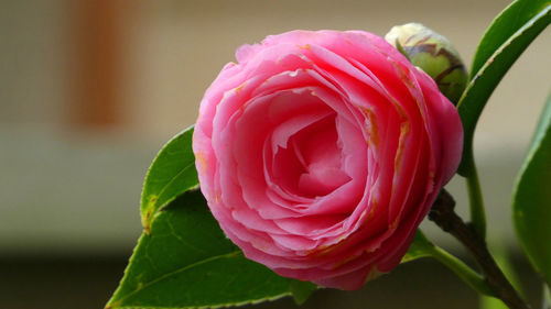 Close-up of pink rose