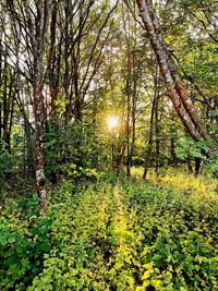 Trees growing in forest against bright sun