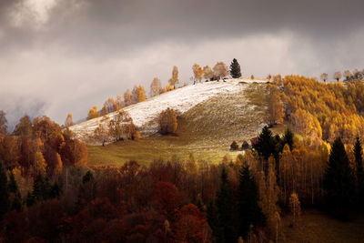 Panoramic view of trees on field against sky