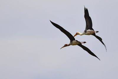 Low angle view of seagulls flying against clear sky