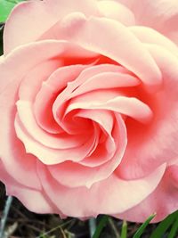 Close-up of pink rose