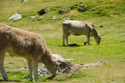 Horses grazing in a field