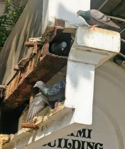 Low angle view of bird flying against building