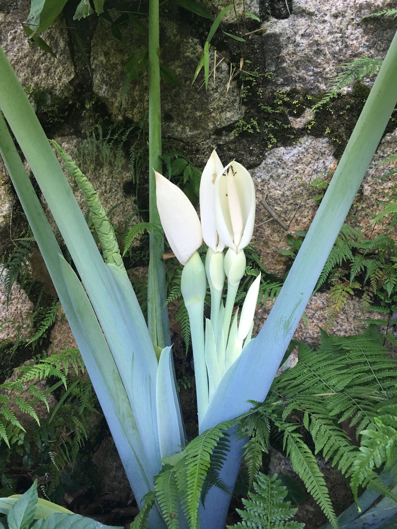 Yam flower