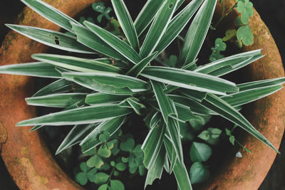 High angle view of potted plant