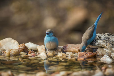 Peacock perching on rock