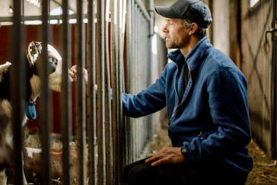 Farmer wearing cap examining calf at cattle farm