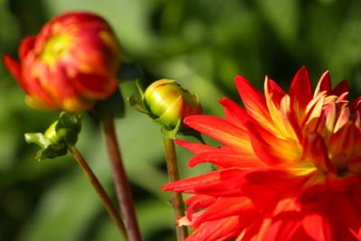 Close-up of red flowering plant