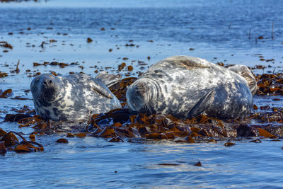 Close-up of seals in sea