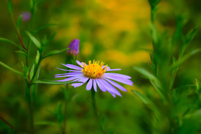 Close-up of purple flowering plant