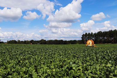 Scenic view of agricultural field against sky