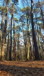 Trees growing in forest